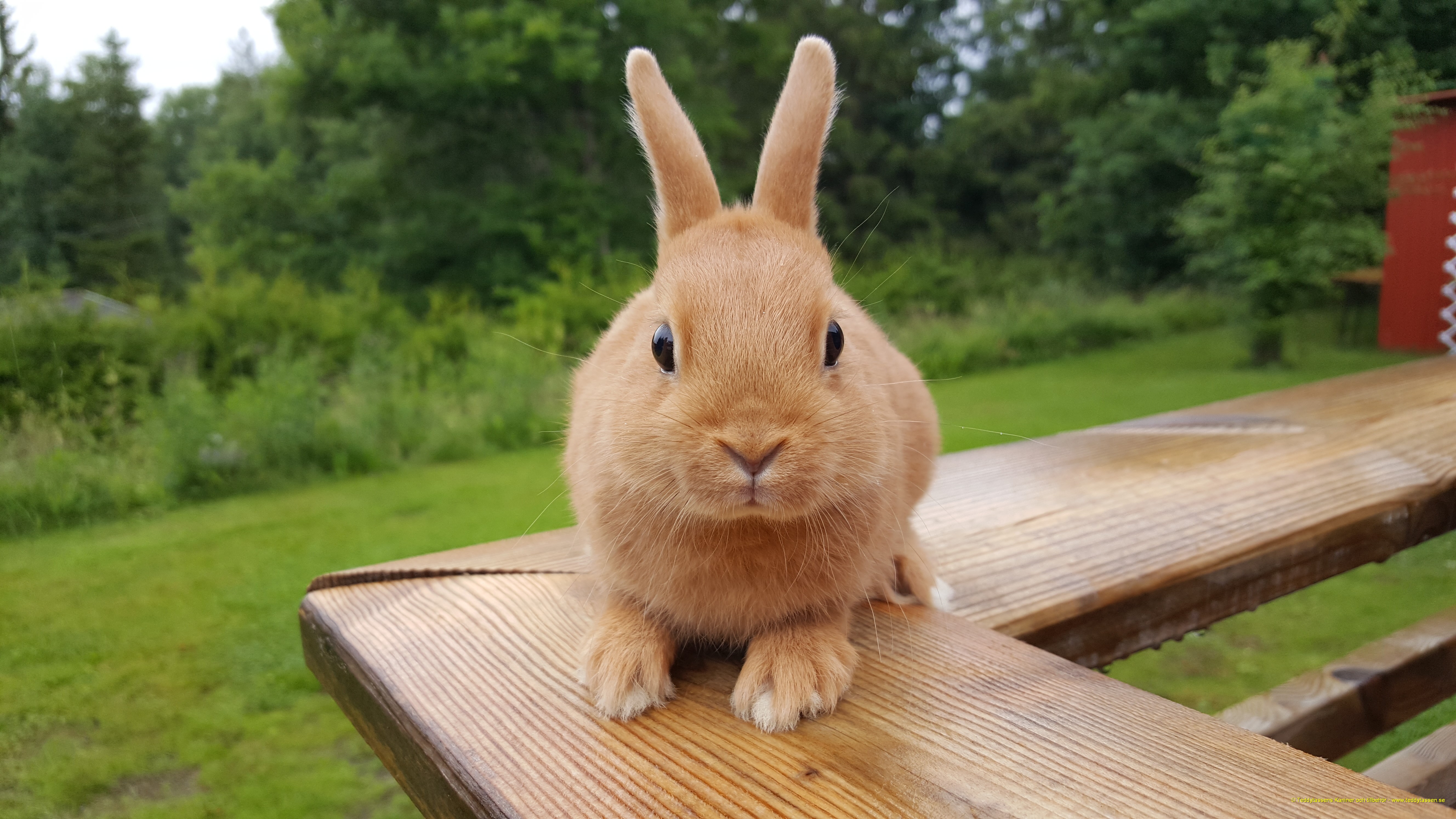 Teddytassens LilleHugo